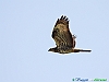 Uccelli accipitriformi 16-Falco pecchiaiolo.jpg